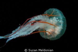 Exquisite torture. by Suzan Meldonian 